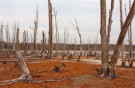 simsearch:673-02801432,k - Dead Trees in the forest around a lake with low water levels Stock Photo - Budget Royalty-Free & Subscription, Code: 400-05322755