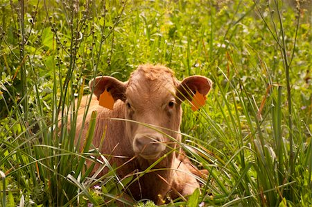 simsearch:400-05135877,k - A Spanish Cow relaxing in the sunshine (Andalucia) Photographie de stock - Aubaine LD & Abonnement, Code: 400-05323134