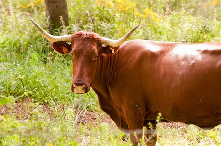 simsearch:400-05323136,k - A single cow standing in the sunshine grazing in Southern Spain Foto de stock - Super Valor sin royalties y Suscripción, Código: 400-05323135