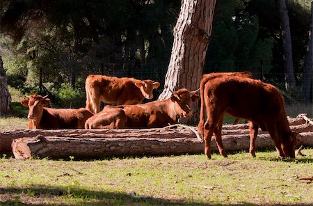 simsearch:400-05323136,k - A herd of Spanish cows relaxing in the sunshine in Southern Spain Foto de stock - Super Valor sin royalties y Suscripción, Código: 400-05323136