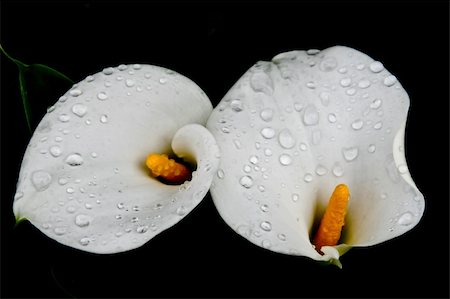 simsearch:649-07648640,k - Two callas with drops Stock Photo - Budget Royalty-Free & Subscription, Code: 400-05334843