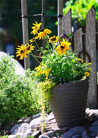 photo picket garden - Yellow flowers in a grey stone pot  against  a wooden fence Stock Photo - Budget Royalty-Free & Subscription, Code: 400-05335608