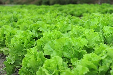 simsearch:400-04882980,k - healthy lettuce growing in the soil Photographie de stock - Aubaine LD & Abonnement, Code: 400-05336461