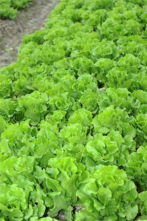 simsearch:400-04882980,k - healthy lettuce growing in the soil Photographie de stock - Aubaine LD & Abonnement, Code: 400-05336462