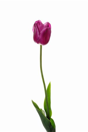 Beautiful purple tulip isolated on white background Stock Photo - Budget Royalty-Free & Subscription, Code: 400-05338710