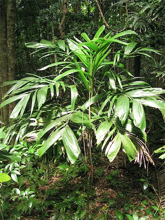 simsearch:400-04701752,k - walking stick palm, Linospadix monostachya, in an australian rain forest Photographie de stock - Aubaine LD & Abonnement, Code: 400-05339398