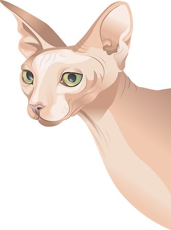egyptian sphynx cat - A hairless sphynx cat on white background Stock Photo - Budget Royalty-Free & Subscription, Code: 400-05339570