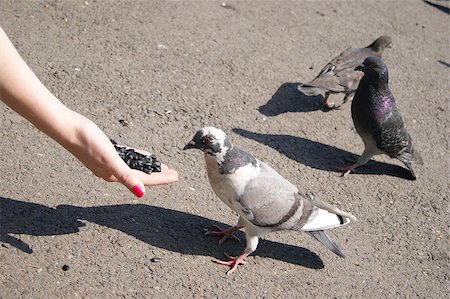 flying bird human hand - Person feeding pigeon Stock Photo - Budget Royalty-Free & Subscription, Code: 400-05339642
