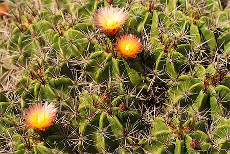 simsearch:400-04882980,k - Closeup of  fine cactus species in warm sunlight Photographie de stock - Aubaine LD & Abonnement, Code: 400-05339917