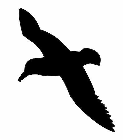 vector silhouette of the sea bird on white background Stock Photo - Budget Royalty-Free & Subscription, Code: 400-05330279