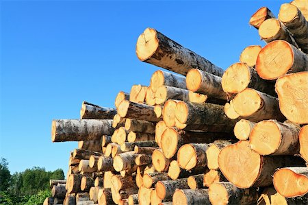 sap tree - saw tree Stock Photo - Budget Royalty-Free & Subscription, Code: 400-05330883