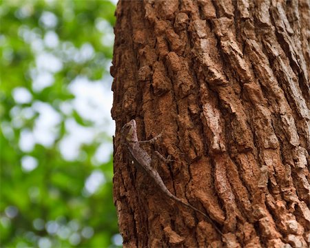 Camouflage of chameleon to be the same bark Stock Photo - Budget Royalty-Free & Subscription, Code: 400-05331409