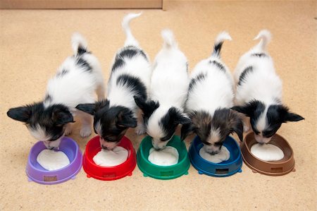 simsearch:400-06641109,k - Little Puppies Papillon eating from bowls of colorful Stock Photo - Budget Royalty-Free & Subscription, Code: 400-05333369