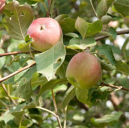 simsearch:846-03164224,k - two apples on the tree Stock Photo - Budget Royalty-Free & Subscription, Code: 400-05344279