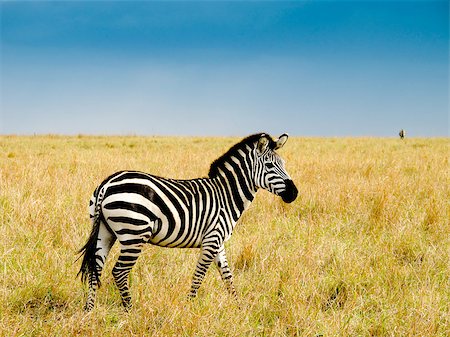 Burchells zebra on savannah plains of masai Mara national reserve kenya Stock Photo - Budget Royalty-Free & Subscription, Code: 400-05345018