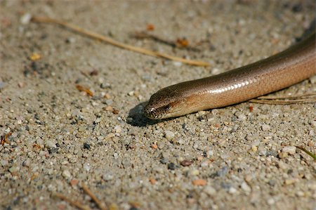 simsearch:400-05181065,k - Slow Worm (Anguis fragilis on) forest floor - Portrait Stock Photo - Budget Royalty-Free & Subscription, Code: 400-05346466