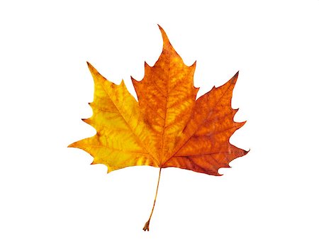 Vivid maple leaf isolated over white background Stock Photo - Budget Royalty-Free & Subscription, Code: 400-05346963
