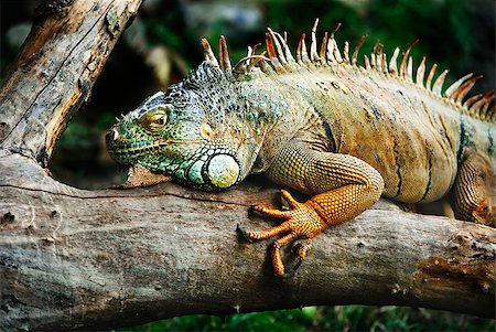 simsearch:400-05181065,k - an reptile standingon the branch waiting for prey Stock Photo - Budget Royalty-Free & Subscription, Code: 400-05347004