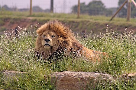 pride of lions at the zoo Stock Photo - Budget Royalty-Free & Subscription, Code: 400-05347377