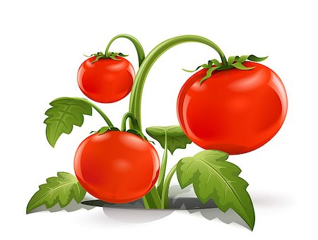 simsearch:400-05664137,k - red ripe tomato vector illustration isolated on white background gradient mesh used Stock Photo - Budget Royalty-Free & Subscription, Code: 400-05347643