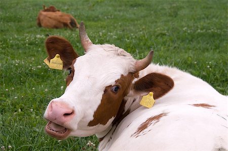 simsearch:400-05151981,k - Cows graze in the pasture. Foto de stock - Super Valor sin royalties y Suscripción, Código: 400-05347929