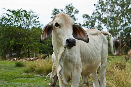 simsearch:400-05669603,k - Cow in the field  in Thailand Photographie de stock - Aubaine LD & Abonnement, Code: 400-05347961