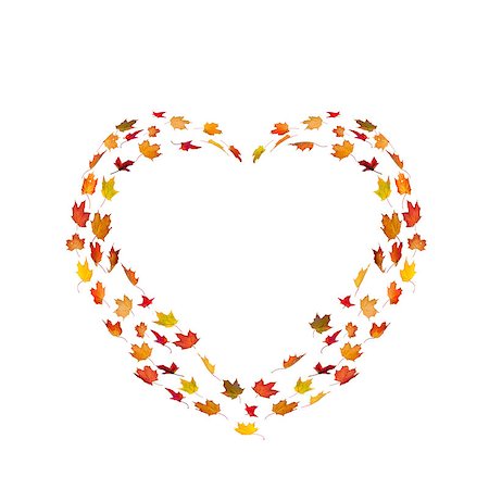 heart shape made by maple autumn leaves isolated on white Stock Photo - Budget Royalty-Free & Subscription, Code: 400-05348074