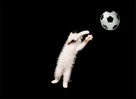 fluffy goalkeeper. kitten catches the soccer ball Stock Photo - Budget Royalty-Free & Subscription, Code: 400-05348313