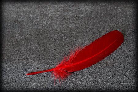 An alone red feather rest on this contrasting background. Stock Photo - Budget Royalty-Free & Subscription, Code: 400-05348378