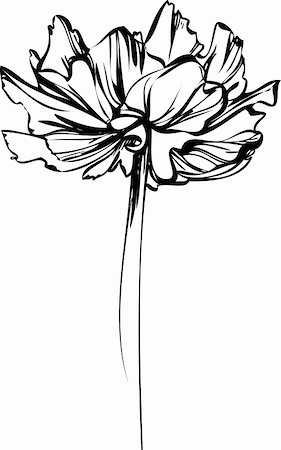 sketch of a flower with large petals Stock Photo - Budget Royalty-Free & Subscription, Code: 400-05349771