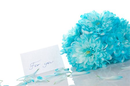 recognition - Blue bouquet of chrysanthemums next paper with the text "for you". Isolated Stock Photo - Budget Royalty-Free & Subscription, Code: 400-05340143
