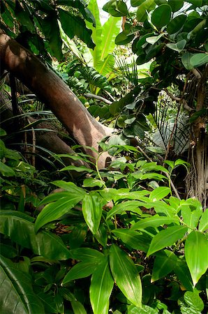 simsearch:400-04701752,k - Dense Tropical Rain Forest With Trees, Ferns and Plants Photographie de stock - Aubaine LD & Abonnement, Code: 400-05341066