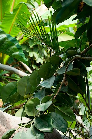 simsearch:400-04701752,k - Dense Tropical Rain Forest With Trees, Ferns and Plants Photographie de stock - Aubaine LD & Abonnement, Code: 400-05341067