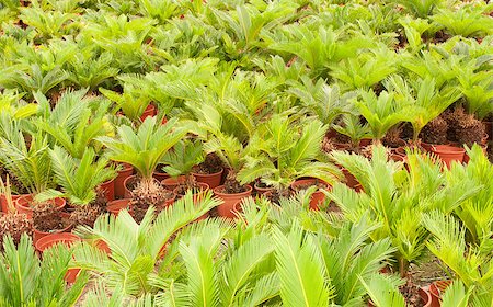 simsearch:400-04882980,k - Plantation of young palm trees inside a greenhouse Photographie de stock - Aubaine LD & Abonnement, Code: 400-05341315
