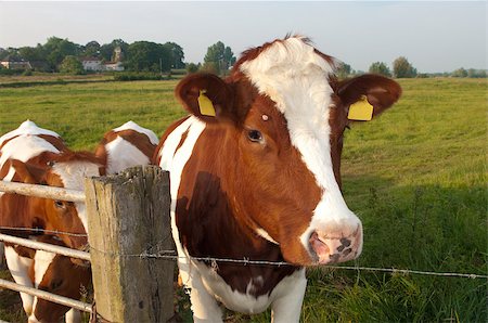 dutch cow pictures - cow looking at the photographer from behind a fence Stock Photo - Budget Royalty-Free & Subscription, Code: 400-05342162