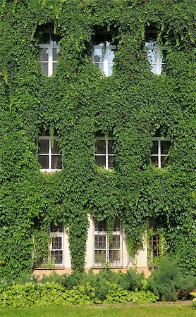 simsearch:400-07820254,k - House wall twined wild grapes. Ancient house in Vilnius, Lithuania Stock Photo - Budget Royalty-Free & Subscription, Code: 400-05343808