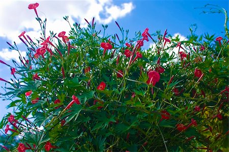 flowers on blue sky background Stock Photo - Budget Royalty-Free & Subscription, Code: 400-05354289