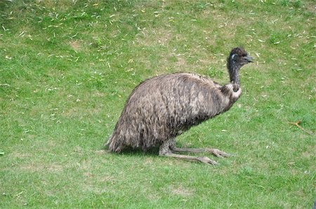 Australian Emu Bird Stock Photo - Budget Royalty-Free & Subscription, Code: 400-05355070