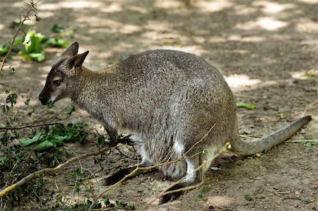 Photo of a Red - necked Wallaby (Macropus rufogriseus) eating leaves Stock Photo - Budget Royalty-Free & Subscription, Code: 400-05355293