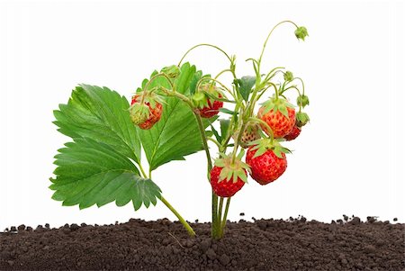 simsearch:400-05370991,k - Strawberry growing out of the soil Stock Photo - Budget Royalty-Free & Subscription, Code: 400-05355550