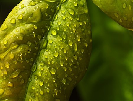 flores - Close up of Green Leaf in Sri Lanka Stock Photo - Budget Royalty-Free & Subscription, Code: 400-05355749