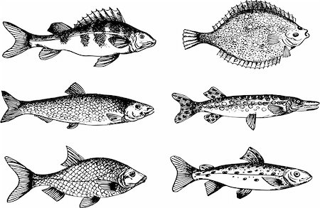 Some fish isolated on white Stock Photo - Budget Royalty-Free & Subscription, Code: 400-05356092