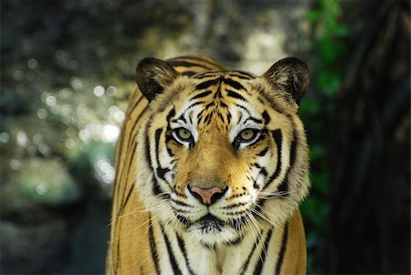 Face to face with an adult Sumatran tiger Stock Photo - Budget Royalty-Free & Subscription, Code: 400-05356345