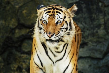 Face to face with an adult Sumatran tiger Stock Photo - Budget Royalty-Free & Subscription, Code: 400-05356347