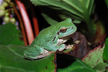 little green frog sitts at the end of a big great leaf Stock Photo - Budget Royalty-Free & Subscription, Code: 400-05356436