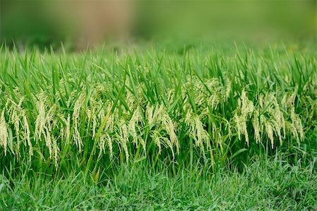 simsearch:400-04996406,k - Rice field and footpath in China countryside Stock Photo - Budget Royalty-Free & Subscription, Code: 400-05356570