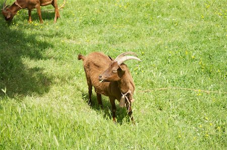 simsearch:400-05294140,k - young goat at Asturias countryside in Spain Stock Photo - Budget Royalty-Free & Subscription, Code: 400-05356634
