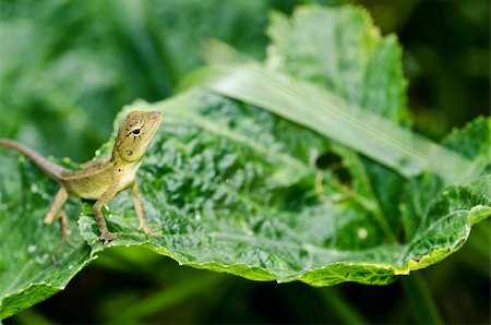 simsearch:400-05181065,k - Lizard in green nature or in park or in the garden Stock Photo - Budget Royalty-Free & Subscription, Code: 400-05358531