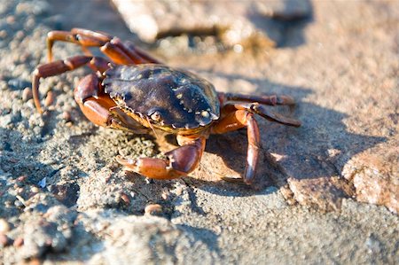 ram (animal) - Crab on the rocks in the low light of a summer evening Photographie de stock - Aubaine LD & Abonnement, Code: 400-05358653