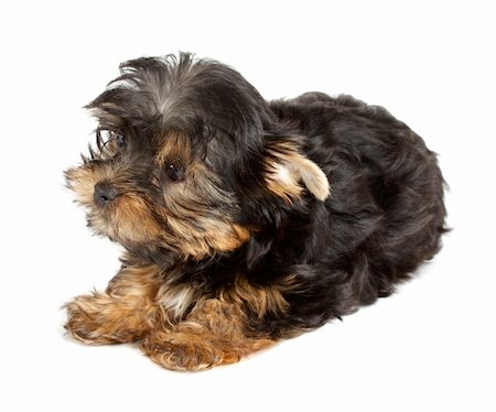 simsearch:400-04312760,k - Yorkshire Terrier puppy (3 months) in front of a white background Stock Photo - Budget Royalty-Free & Subscription, Code: 400-05359046